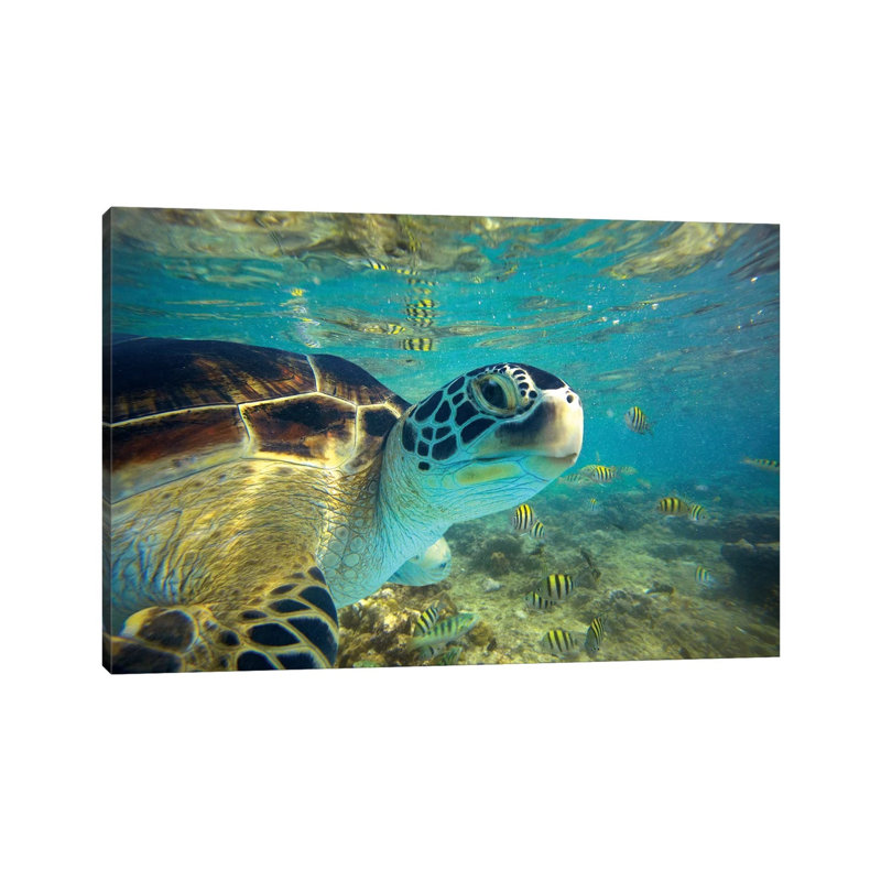 Green Sea Turtle, Balicasag Island, Philippines I by Tim Fitzharris - Wrapped Canvas Print, 20.32 cm H x 30.48 cm W