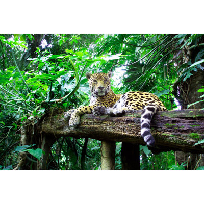Jaguar (Panthera Onca) - photographie sur toile tendue