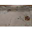 Tapis de style oriental végétal noué à la main Art Deco 9 x 12