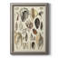 " Seashell Display "-403385114