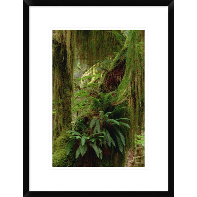 'Epiphytic Sword Fern' Framed Photographic Print