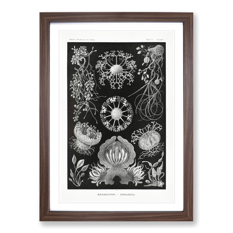 Ascomycete Fungi by Ernst Haeckel - Picture Frame Graphic Art, 65cm H x 48cm W x 2cm D, Walnut Framed
