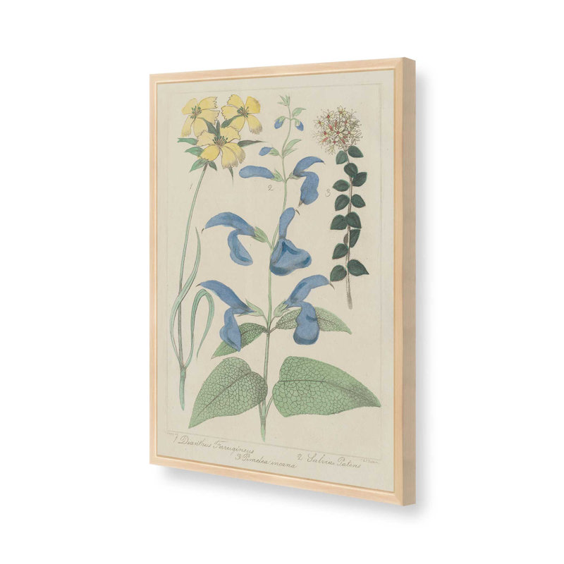 Salvia Florals II, reproduction d'art, Tanné, H 18 po x l 12 po