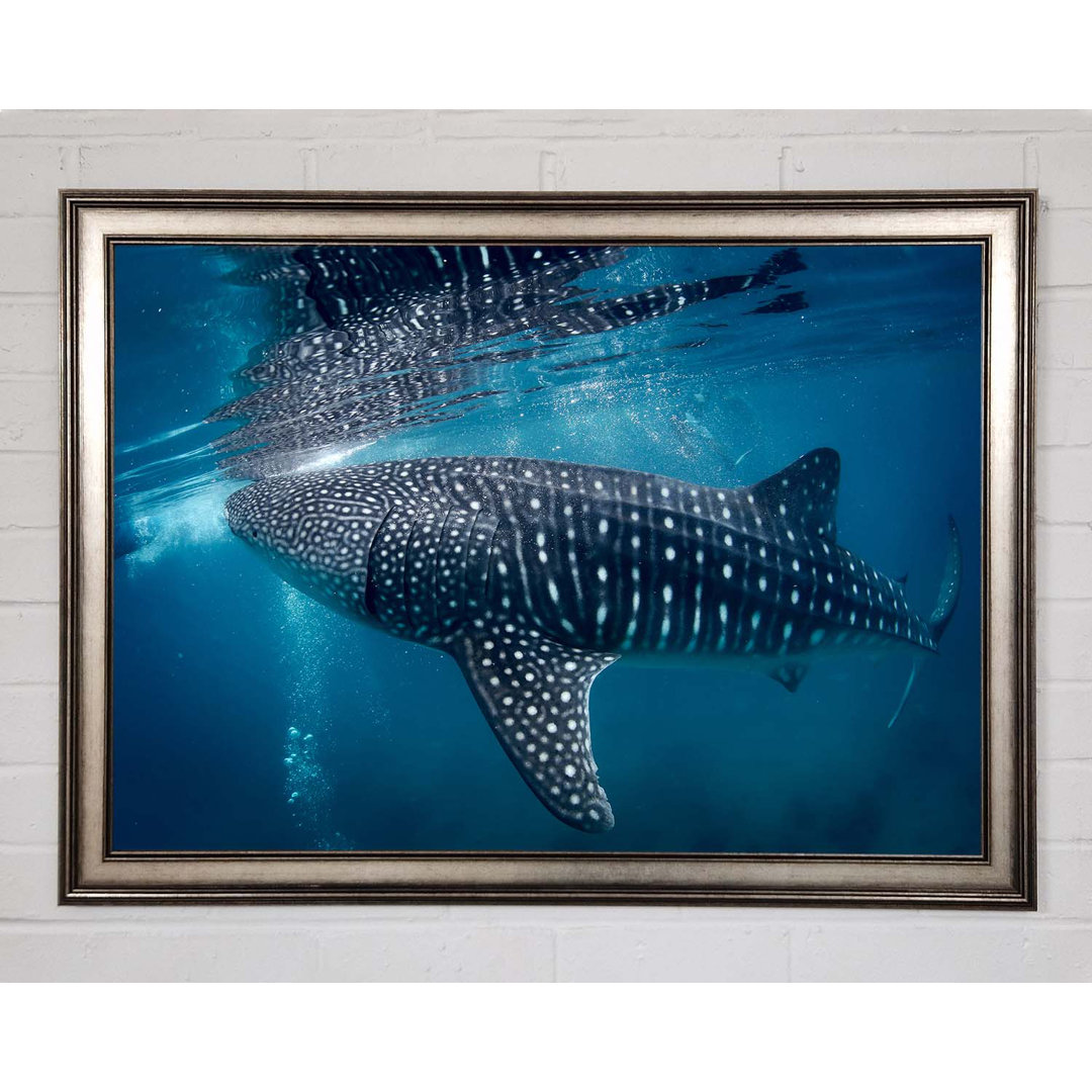 Gerahmtes Leinwandbild Spotted Whale Shark