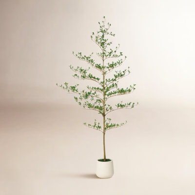 Adcock Olive Tree in Planter