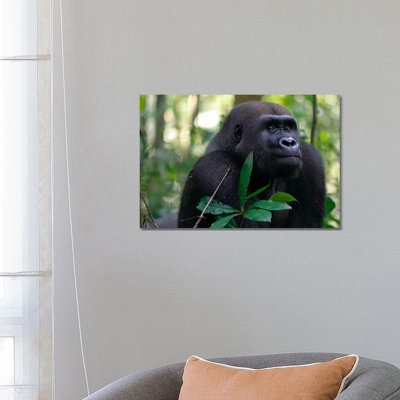 Fifteen Year Old Silverback Western Lowland Gorilla, Bateke Plateau National Park, Gabon by Cyril Ruoso - Wrapped Canvas Print