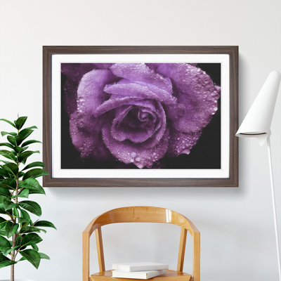 Purple Rose Flower Vol.1 - Framed Print