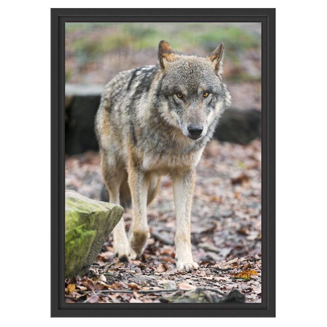 Gerahmtes Wandbild WolfLaubwald