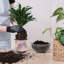 3 pots de plantes en céramique avec trous de drainage-909758544