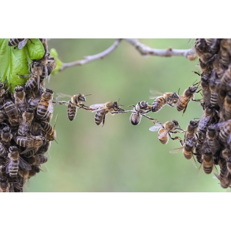 Bees Bridging - Wrapped Canvas Print, 61cm H x 91cm W x 3.8cm D