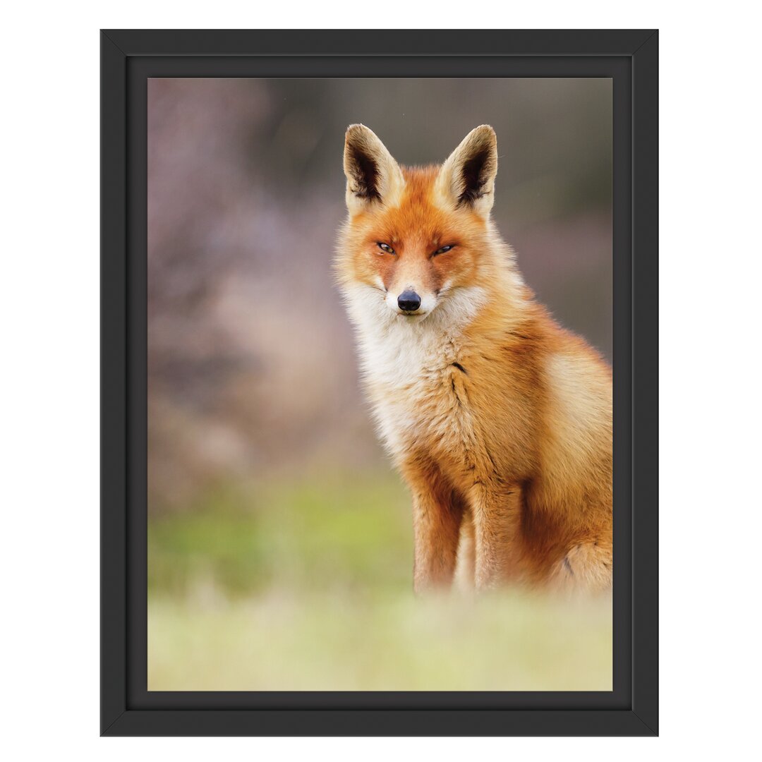 Gerahmtes Wandbild Listiger Fuchs