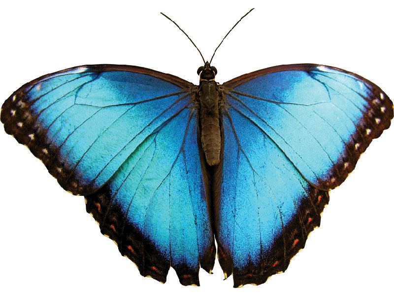 Adhésif décoratif papillon I, H 34 po x l 48 po