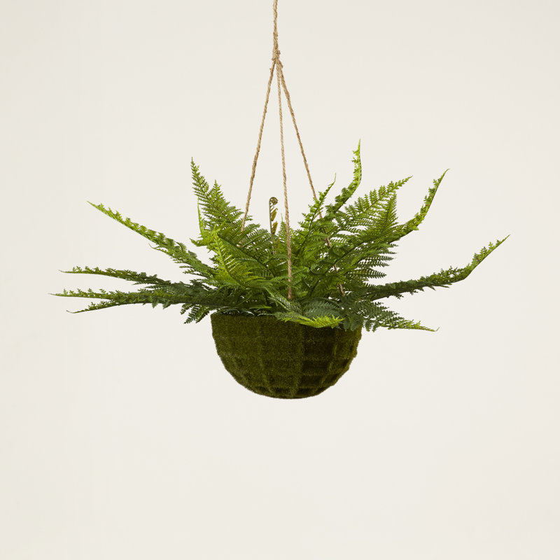 Evergreen Fern Duo in Mossy Plastic Hanging Baskets for Indoor/Outdoor