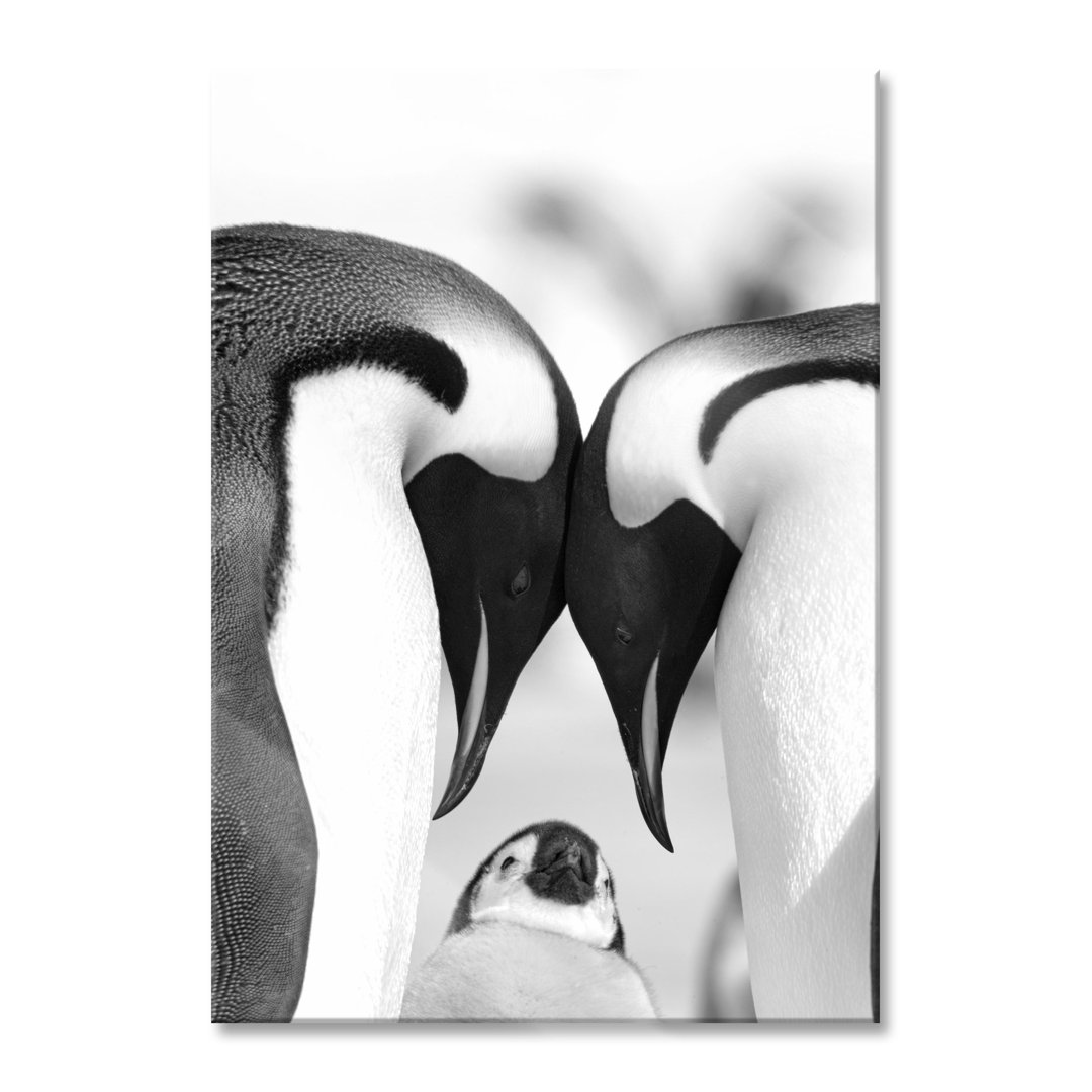 Glasbild Kaiserpinguin Pärchen Liebe