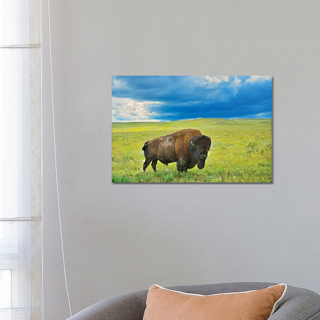 Canada, Saskatchewan, Grasslands National Park. Plains Bison In Grasslands. by Jaynes Gallery - Wrapped Canvas Gallery-Wrapped Canvas Giclée