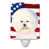 Bichon frisé crème
