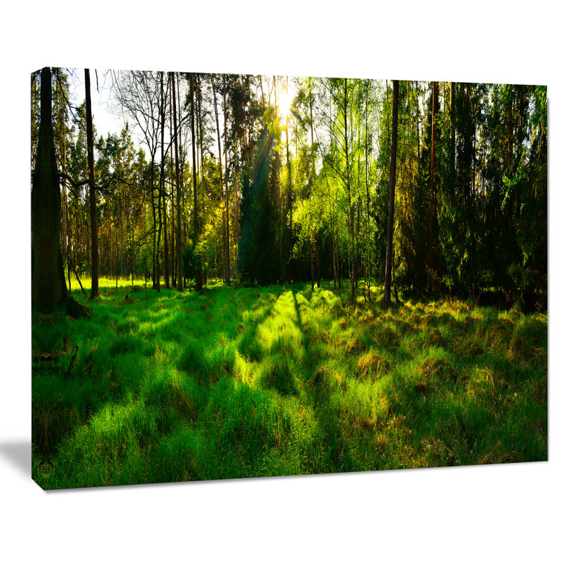 « green forest coucher », reproduction de photo sur toile tendue, H 8 po x l 12 po x P 1 po