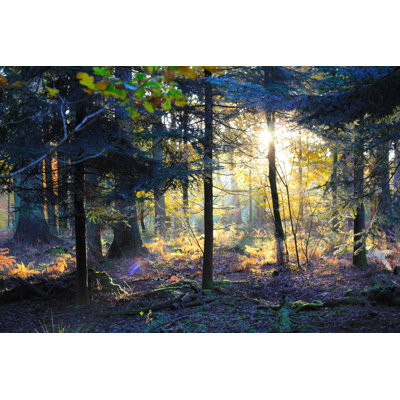 Brookridge Autumnal new forest 1 Piece Wrapped Canvas Wall Art