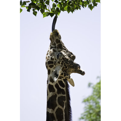 Girafe atteignant les feuilles par Thermalx