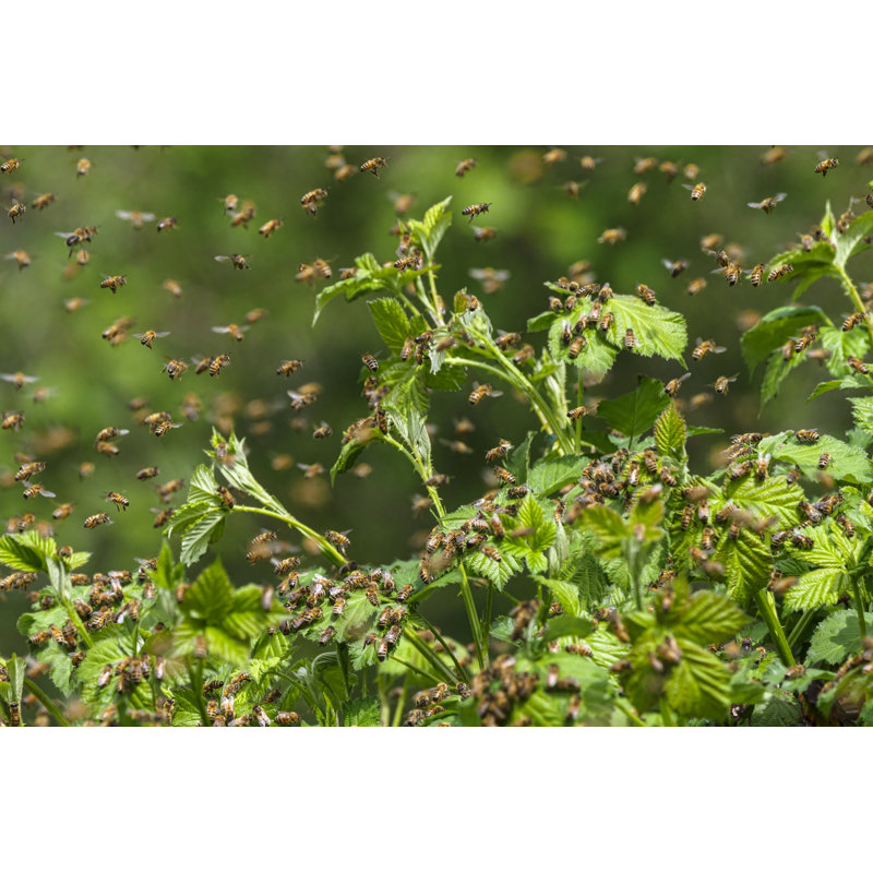 Honey Bee by GarysFRP - Wrapped Canvas Print, 81cm H x 122cm W