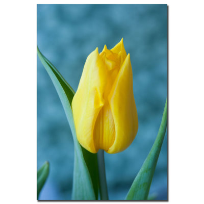 " Yellow Tulip " by Martha Guerra