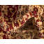 Tapis oriental rouge Odyssey-40282349