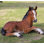 Large Laying Down Horse Colt Statue