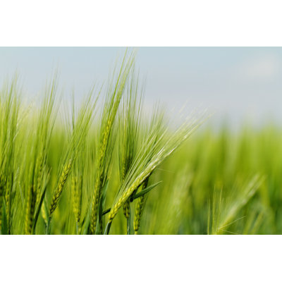Vert blé - photographie sur toile tendue