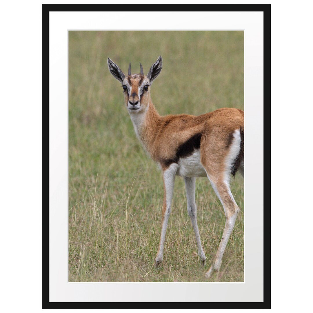 Gerahmtes Poster Prächtige Gazelle auf Wiese