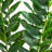 Artificial Zamioculcas Plant-651168902
