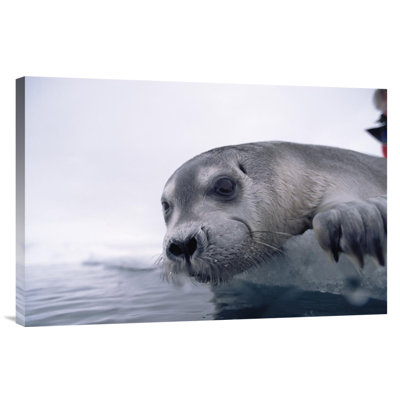 " Bearded Seal Pup On Ice Edge, Arctic "