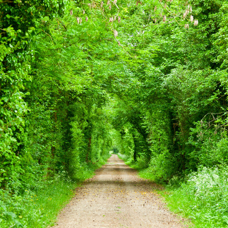 Green Tunnel Road - reproduction d'art sur toile tendue, L 30 po x H 30 po