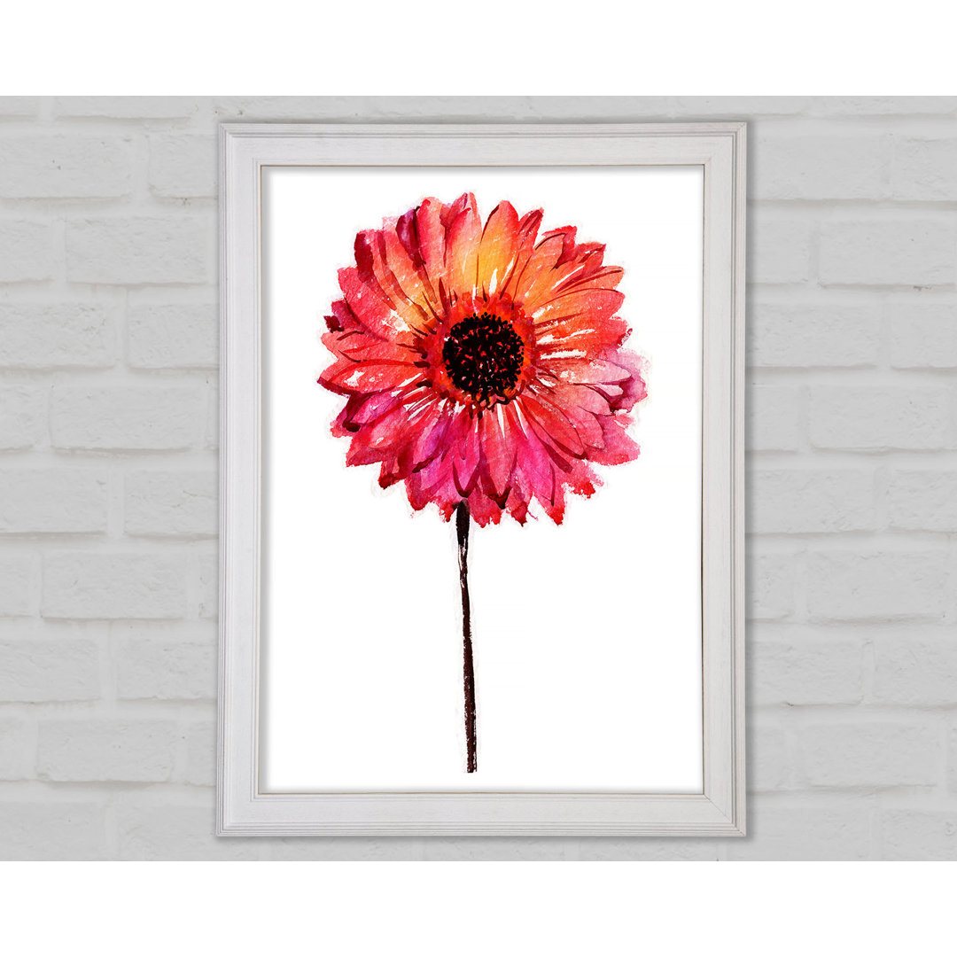 Gerbera Pinks - Druck