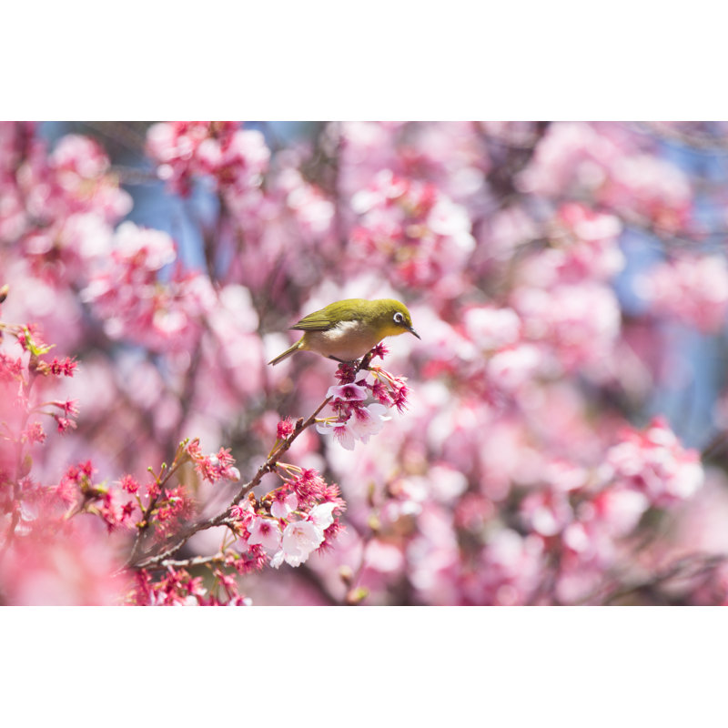 Sakura (Kan Sakura) In Japan - Wrapped Canvas Print, 30cm H x 46cm W x 3.8cm D