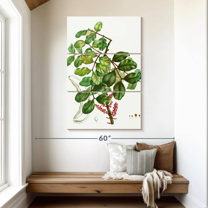 Keiri Carob Tree, 50" H x 32" W