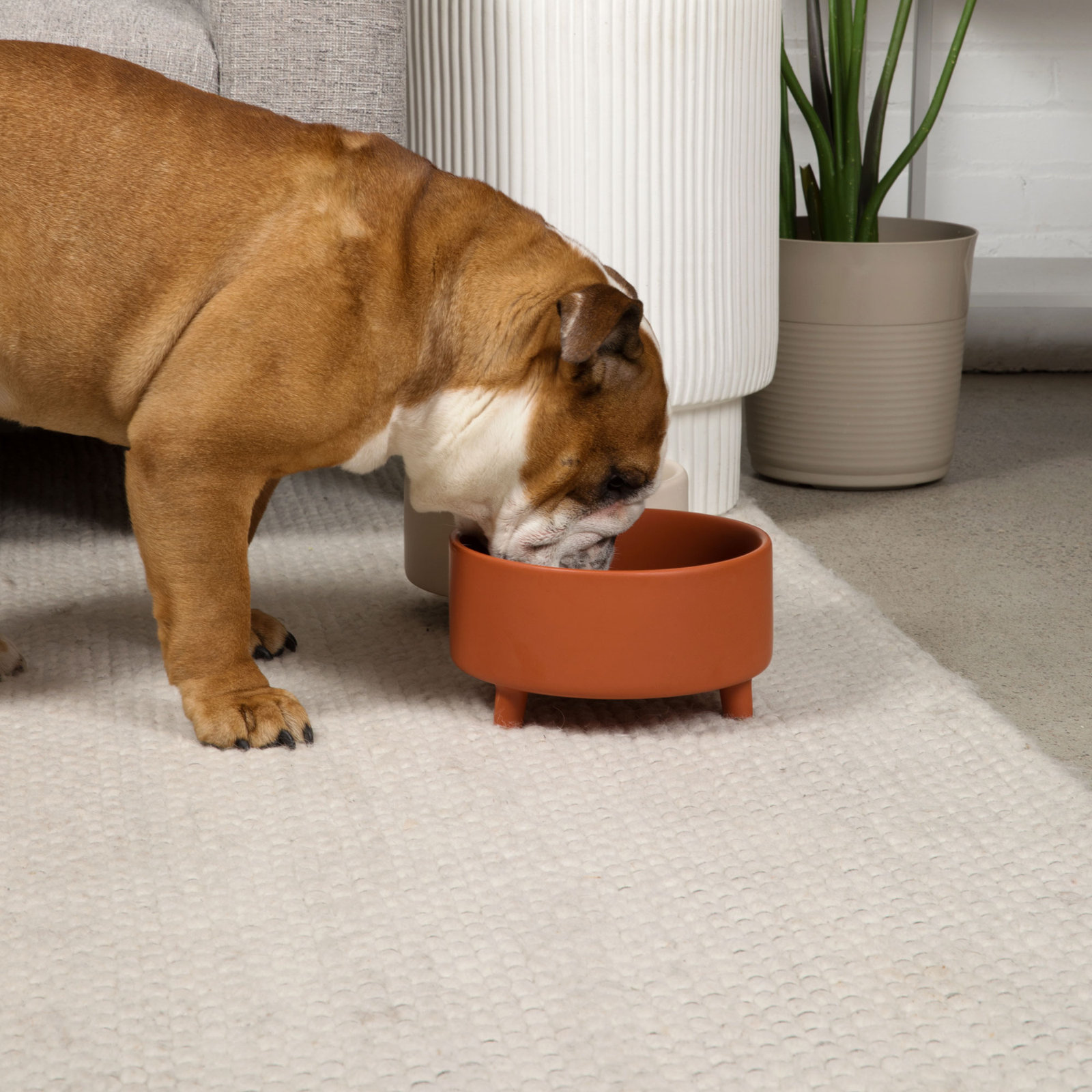Uplift Ceramic Dog Bowl, Large (8 cups / 64 fluid oz), Olive