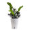 Raven ZZ Plant in Planter