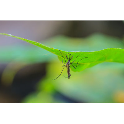 Maibrit Mosquito On Green Leaf by Sirichai_raksue - Wrapped Canvas Print