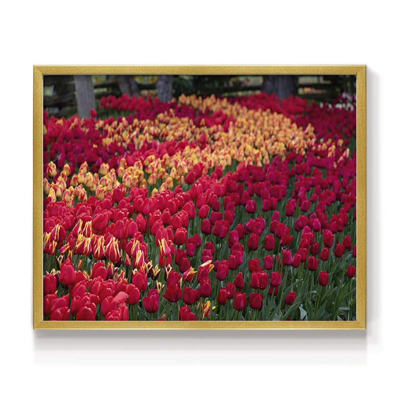 Champ de tulipes II - reproduction encadrée - réarmable, H 8 po x l 10 po