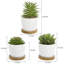 15cm Faux Succulent Plant in Ceramic Pot