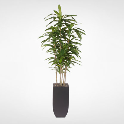 Real Touch Faux Dracaena Tree in Metal Planter