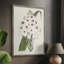 Flore Albo II Framed Print - Solid Wood-74102478