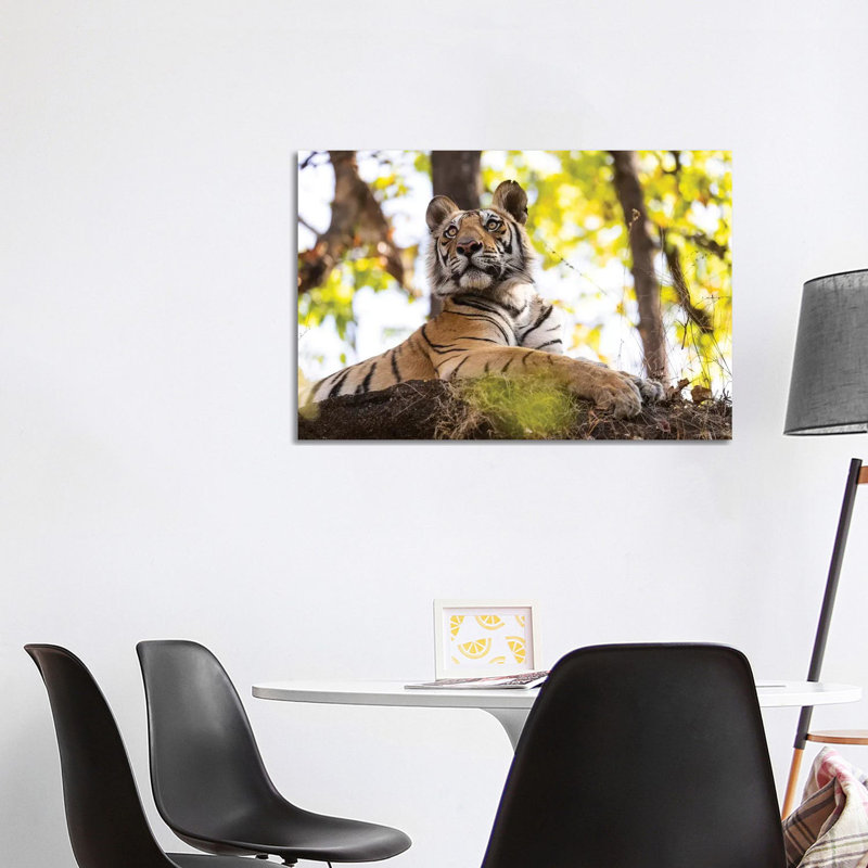 India, Madhya Pradesh, Bandhavgarh National Park. A Young Bengal Tiger Watching From Its Perch High Up On A Rock. by Ellen Goff - Wrapped Canvas Print