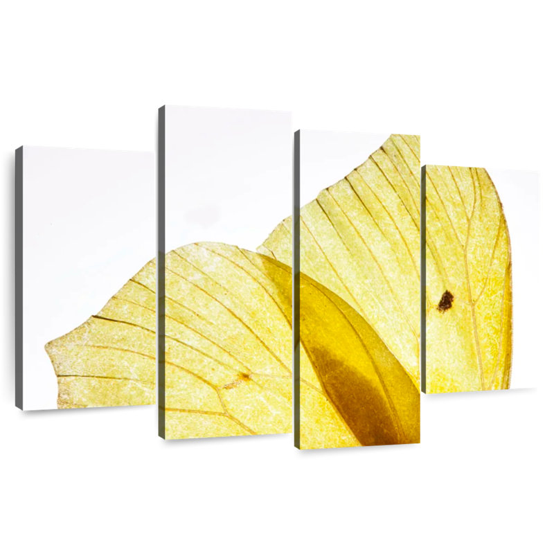 Ailes de papillon Brampt jaune doré