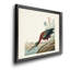 Brillant ibis - reproduction de cadre photo sur toile-53495505-53495516