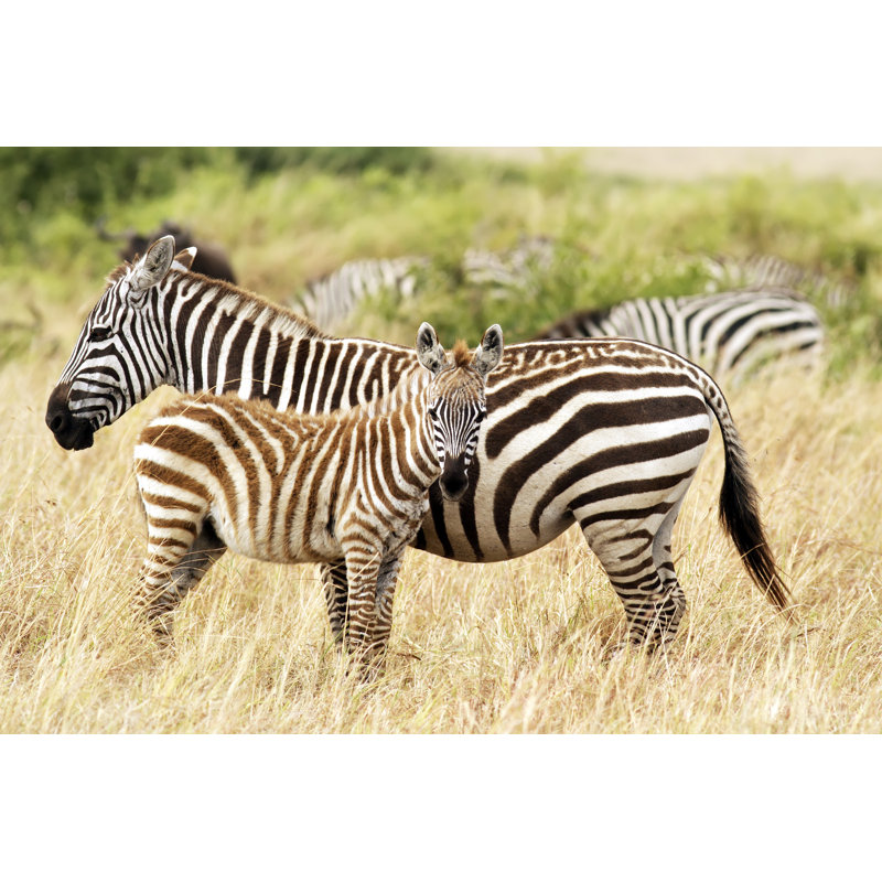 " Masai Mara Zebras " by Tankbmb, 12" W x 8" H