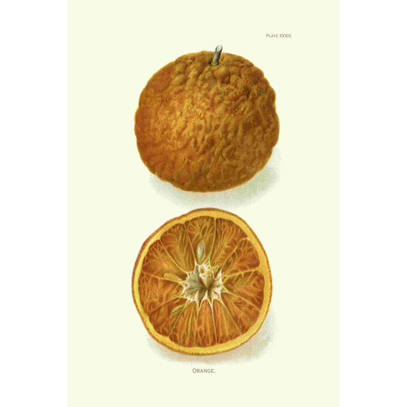 " Orange ", 12" H x 8" W