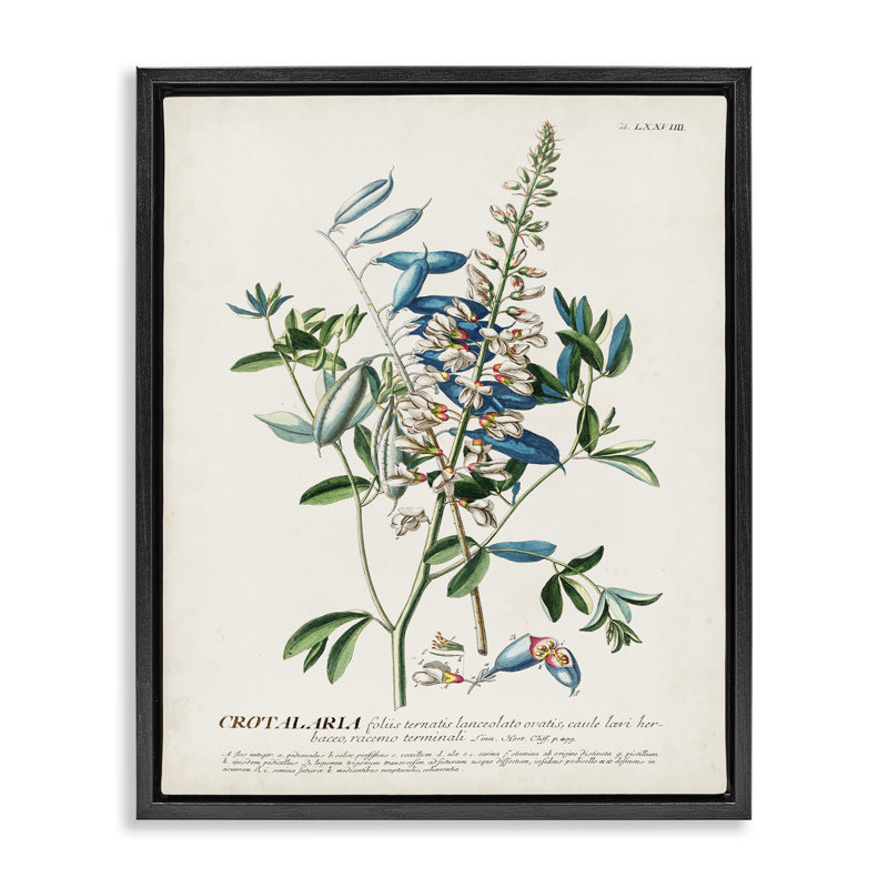 "Botanical Plant Illustration Flowers and Leaves", art mural rétro sur toile par World Art Group, Cadre flottant noir de jais