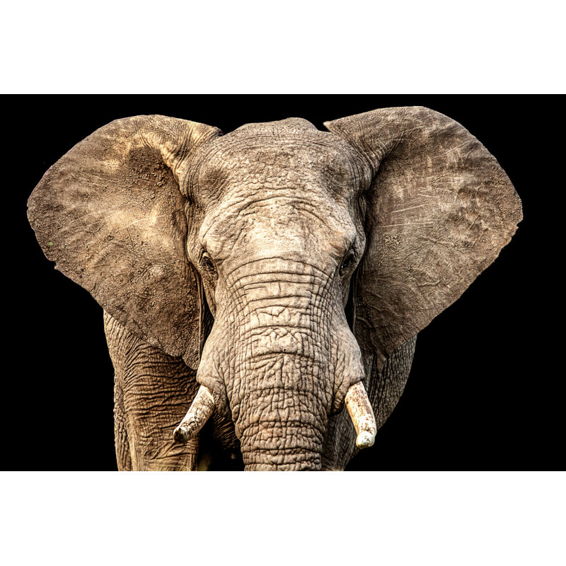 Front Facing African Elephant With Ears Out And Black Background by AvnerOferPhotography - Wrapped Canvas Print