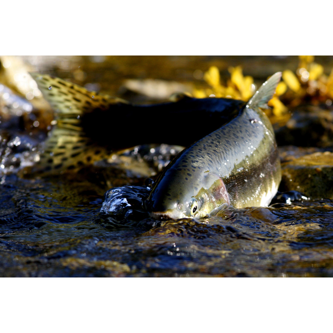 Lachs in klarem Wasser - Leinwandbild